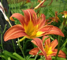 shel-bio-pic.jpg